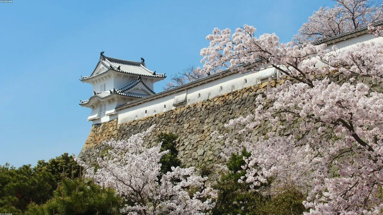 Kokura Castle keep through cherry blossoms on the Murasaki River side
