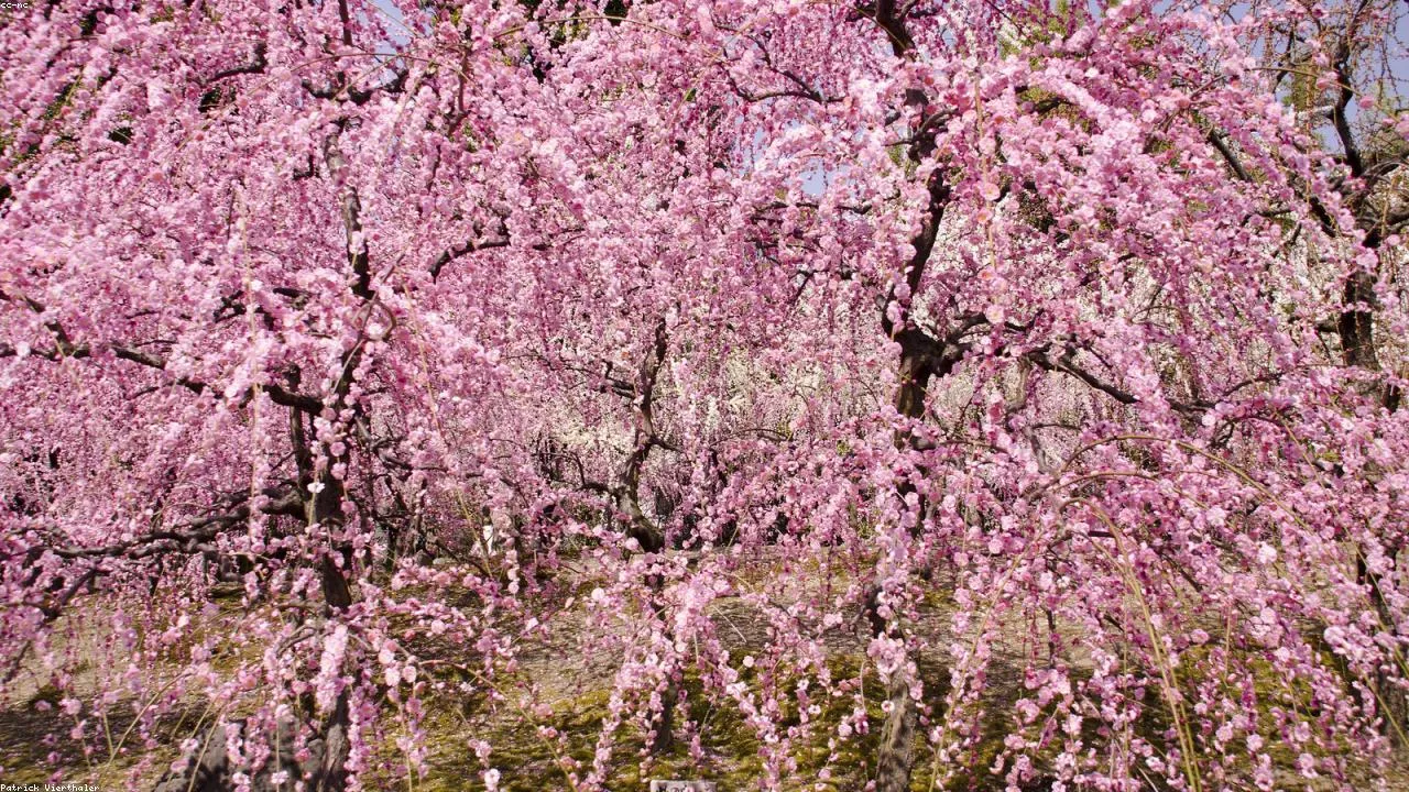太宰府天満宮の楼門と梅の花
